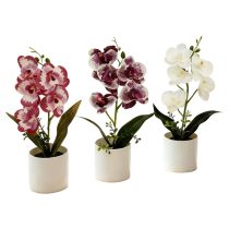 3 darabos mű orchidea szett vegyes színekben NK10723349